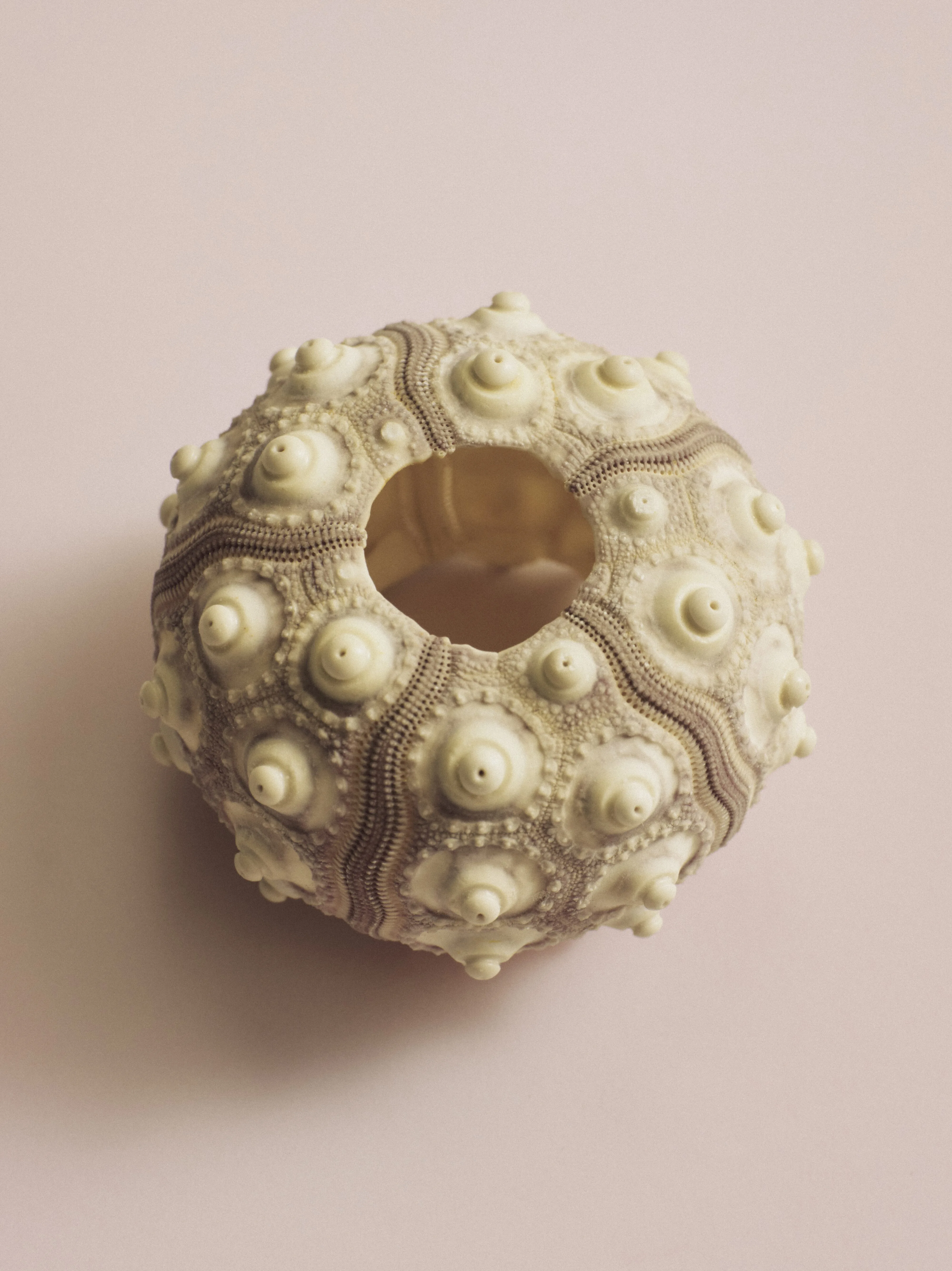 Sea urchin shell