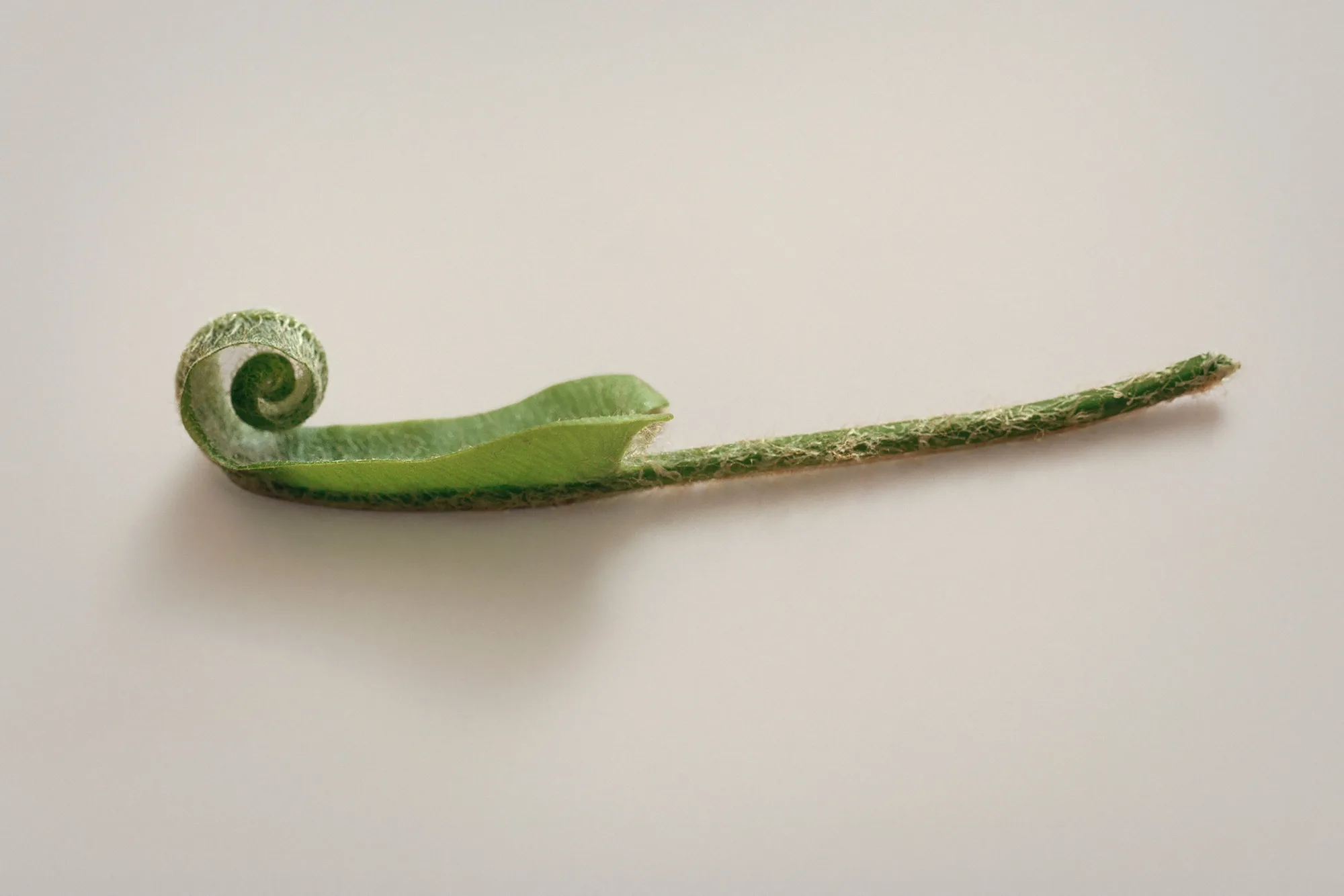 An unfurling fern