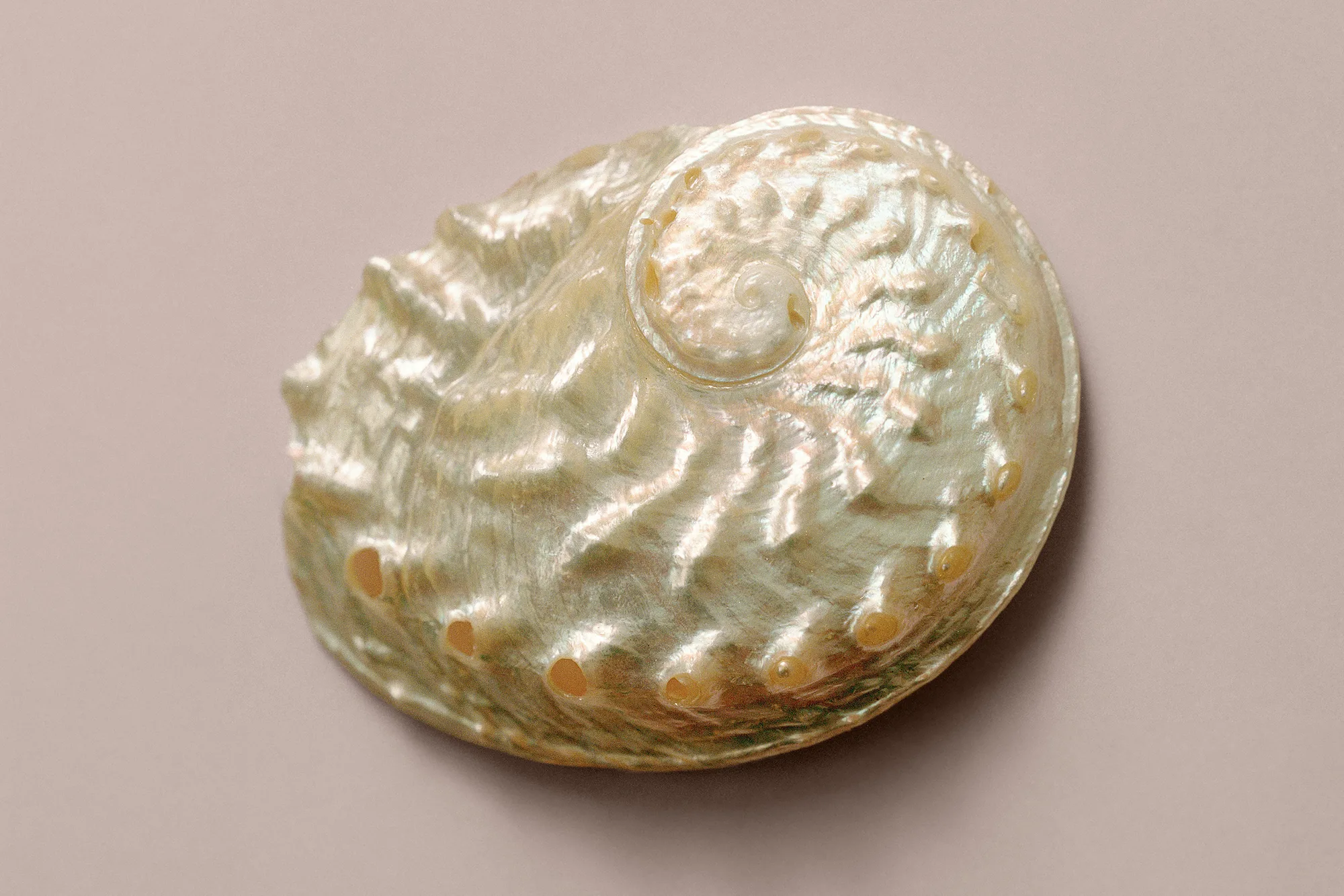 An abalone shell