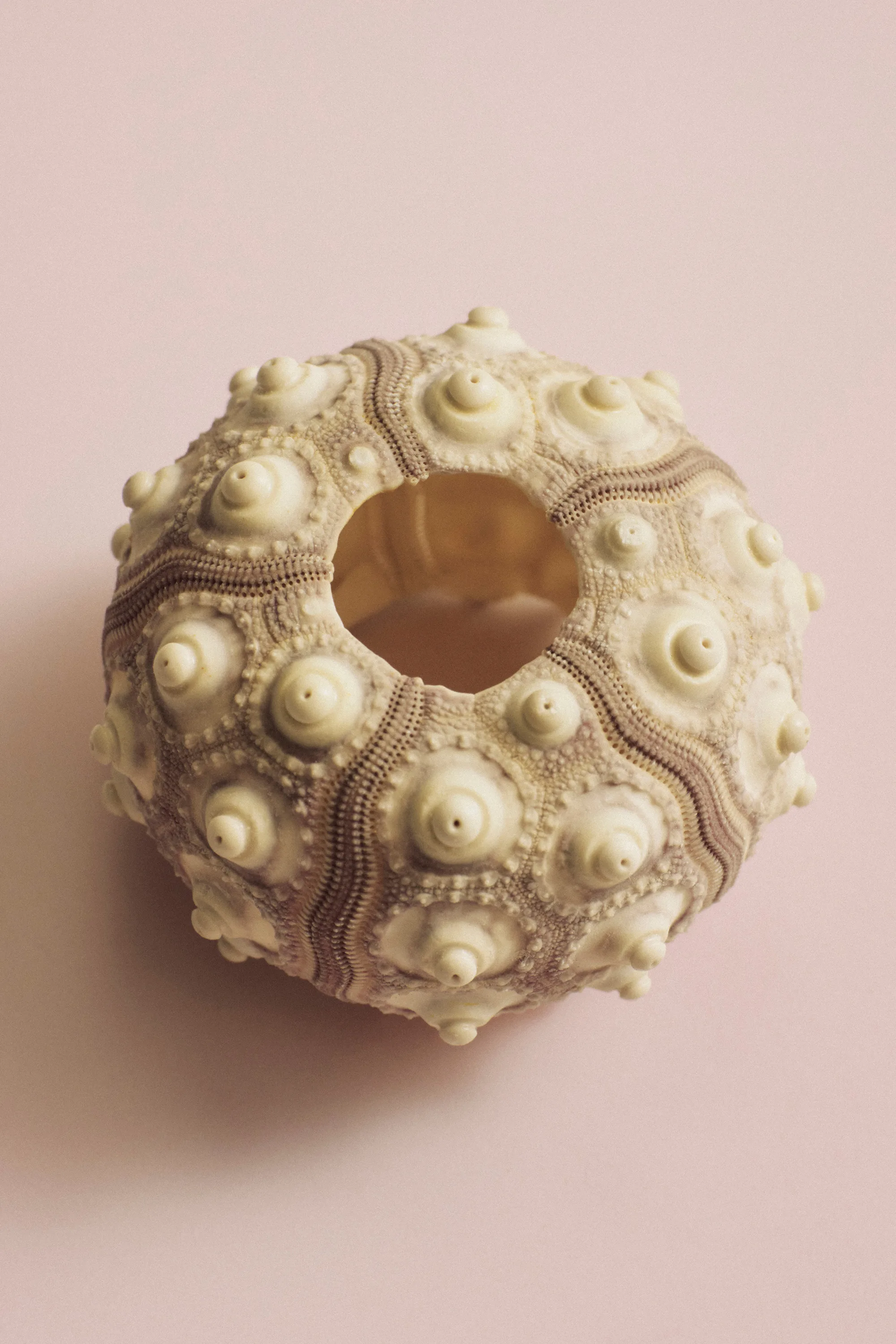A sea urchin shell